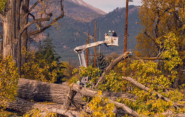 Crew clean up after a tree fell through a power line.